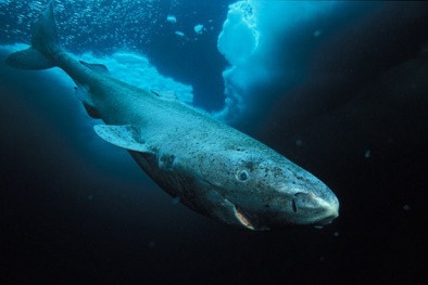 Bí ẩn gen ‘sống thọ’ của loài cá mập 400 tuổi có thể quyết định tương lai loài người