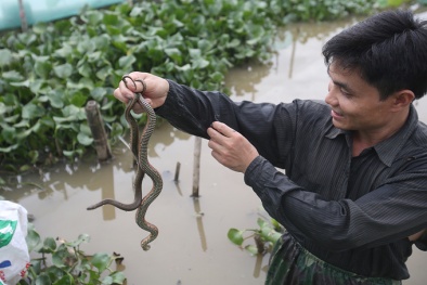 Kiếm hàng trăm triệu mỗi năm từ nghề nuôi rắn mòng