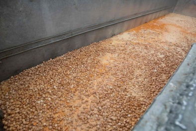 Anh thu hồi trứng gà nghi nhiễm hóa chất Fipronil