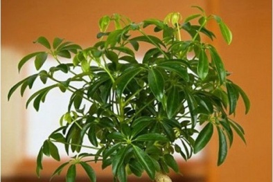 Cây ngũ gia bì hút khí độc, đuổi muỗi hiệu quả lại mang may mắn cho gia chủ