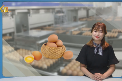 Bản tin Cảnh báo chất lượng: Thông tin mới nhất trứng gà nhiễm độc tại Châu Âu, Hàn Quốc