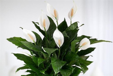 Trồng cây Lan ý đuổi vận xui mang may mắn và không khí trong lành cho gia chủ