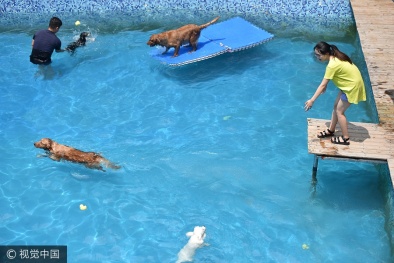 Cận cảnh hồ bơi rộng 2.000 m2 dành riêng cho chó của thiếu gia 8X 'chơi ngông'