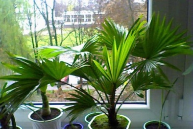 Bất ngờ với hàng loạt tác dụng cực tốt của cây cọ ta, không trồng là phí