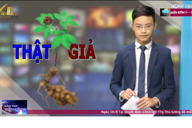 Một vài cách nhận biết sâm ngọc linh giả trước thị trường bát nháo