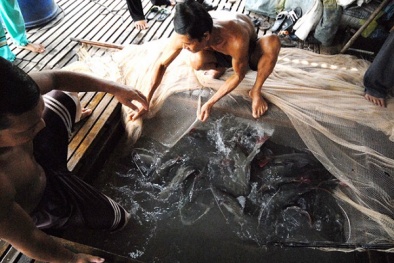 Cá lăng nha thịt ít xương dăm, mùi vị thơm ngon được nuôi dưỡng thế nào?
