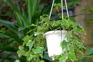 Vài bước đơn giản trồng cây thường xuân thanh lọc không khí gia đình