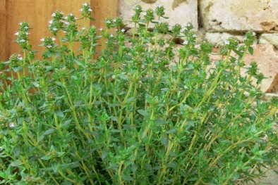 Trồng cỏ xạ hương vừa được ăn vừa được ngắm lại chữa bệnh hiệu quả