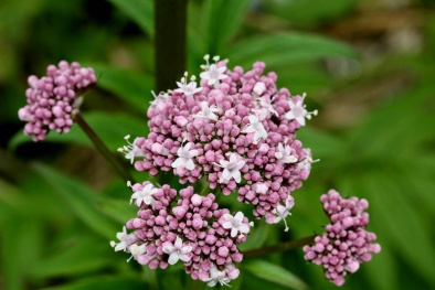 Trồng cây nữ lang- thần dược chống mất ngủ của mọi nhà