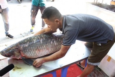 Cá trắm đen ‘khủng’ nặng 42 kg từ Yên Bái về Hà Nội