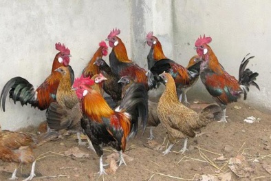 Kiếm hàng trăm triệu đồng mỗi tháng nhờ nuôi gà rừng trong trại bồ câu