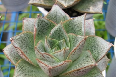 Kỹ thuật trồng cây sen đá hoa hồng để bàn đẹp ngất ngây lại hút được không khí ô nhiễm