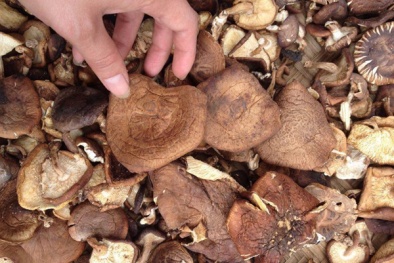 Chuyên gia cảnh báo nấm khô Trung Quốc tại Việt Nam gây nguy hại cho sức khỏe