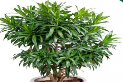 May mắn quanh năm, vận xui 'cuốn gói' khỏi nhà bạn nhờ đặt chậu này trong nhà