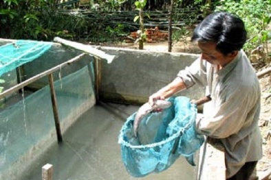 Nuôi cá diếc thương phẩm cho lãi ròng, người nông dân 'kê cao gối ngủ'