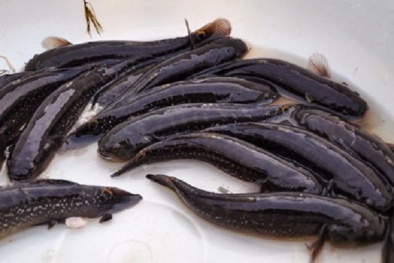 Nuôi cá bống bớp người nông dân không cần lo 'đầu ra'