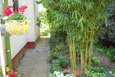 Trồng cây tre cảnh mang vượng khí, tài lộc và thành công cho gia chủ