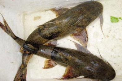 Kỹ thuật nuôi cá chiên trong lồng cho người dân phát tài