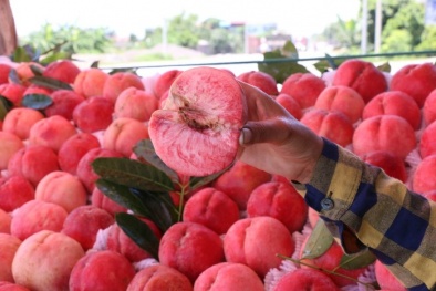 Sự thật về 'đào Sa Pa' đỏ mọng, bán đầy Quốc lộ 18