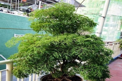 Trồng cây Đinh lăng trong chậu vừa làm cảnh vừa là dược liệu quý để chữa bệnh