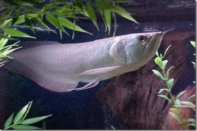 Cá rồng ngân long được nuôi làm phong thủy, mang về tài lộc cho gia chủ