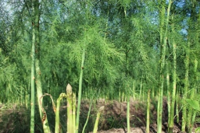 Giàu nhanh bất ngờ từ việc áp dụng kỹ thuật trồng cây măng tây cực đơn giản