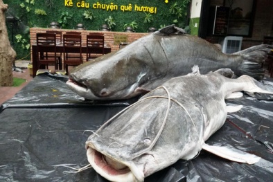 Xôn xao cặp ‘thủy quái sông Mê Kông’ nặng hơn 200kg về Đà Nẵng