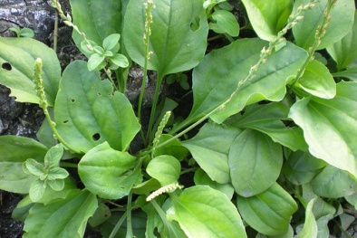 Cây Mã đề trồng được ở vườn nhà vừa làm rau ăn vừa làm cây thuốc chữa 'bách bệnh'