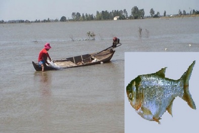 Kỹ thuật nuôi cá mè hoa 'lớn nhanh như thổi' cho người nông dân bội thu