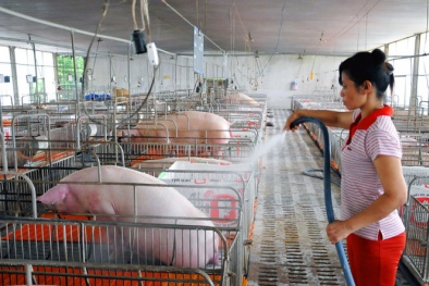 Liên tục ‘nhảy múa’, giá heo ở Đồng Nai lao dốc sau đợt tăng ngắn ngủi