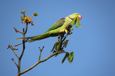 Nuôi vẹt má vàng ngộ nghĩnh thông minh nói suốt ngày