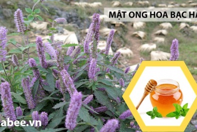 Hà Giang: Nâng cao năng suất, chất lượng của mật ong bạc hà