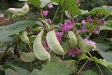 Công dụng tuyệt vời ít ai ngờ tới của cây đậu ván ai cũng có thể trồng tại nhà