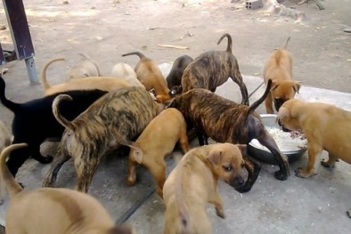 Trang trại chó tiền tỷ của cô gái trẻ Phú Quốc