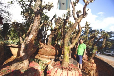 Đại gia lớn ngành nhựa Việt chi 4 tỷ đồng mua 27 cây đỗ quyên cổ thụ