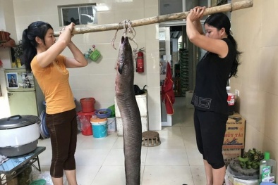 Nghệ An: Bắt được 'thủy quái' dài 2m, nặng 22kg trên sông Lam
