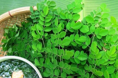 Chùm ngây: Rau sạch bổ dưỡng gấp 4 lần cà rốt nhưng lại là đại họa với mẹ bầu