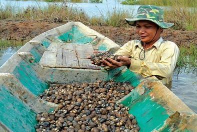 Nuôi sò huyết thương phẩm lãi tiền tỷ mà chỉ tốn công