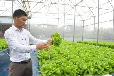 Chàng trai 8X làm giàu nhờ trồng rau thủy canh