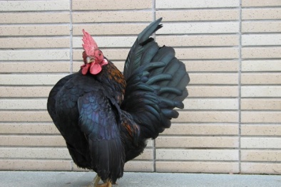 Kỹ thuật nuôi gà Serama, luyện thành 'siêu mẫu' bán được ngàn đô