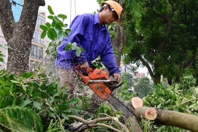 Tiếp tục chặt hạ 130 cây xà cừ trên đường Kim Mã để làm đường sắt đô thị