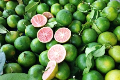 Giá 1 kg chanh tại vườn bằng... một cốc trà đá, người nông dân rơi nước mắt