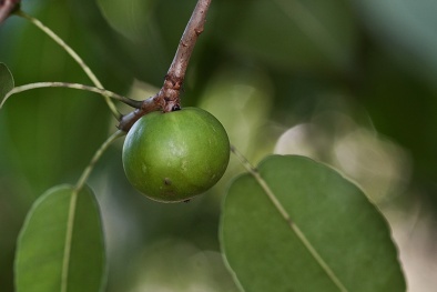 Cây độc: 'Quả táo nhỏ của thần chết' chỉ đứng cạnh cũng đau đớn hàng giờ 