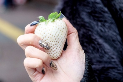 Những loại dâu tây nhiều màu sắc, có giá cao ngất ngưởng 