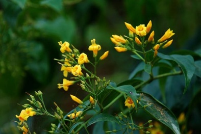 Cây độc: Nhắc tên là người Việt sợ hãi, chỉ cần ăn 3 lá cũng liệt toàn thân 