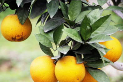 Nghệ An sẽ dán tem nhận diện cho cam Vinh 'chuẩn'