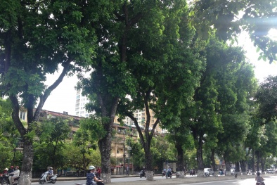 Những người ‘có lòng’ với Hà Nội sẽ mãi nhớ tiếc con đường Kim Mã rợp bóng xà cừ 
