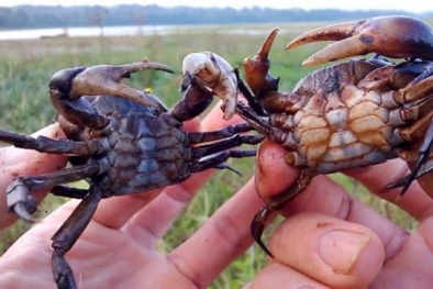 Ăn cua sống chữa ung thư có thể nhiễm ký sinh trùng gây 'chết người'