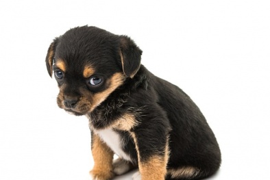 12 người tiêu chảy ra máu vì lây bệnh từ chó con