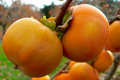 Ăn quả hồng đừng mắc những sai lầm 'chết người' này kẻo hối không kịp